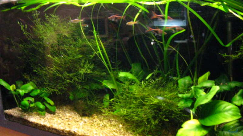 Pflanzen im Aquarium Becken 4978 von Kocki (10)