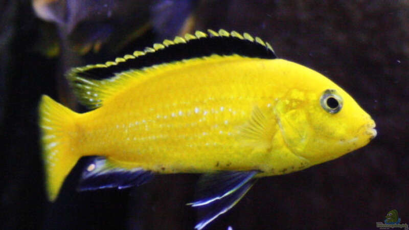 Labidochromis Yellow  von Dicker1904 (12)