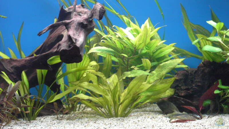 Pflanzen im Aquarium Becken 5052 von Artur Wegert (4)