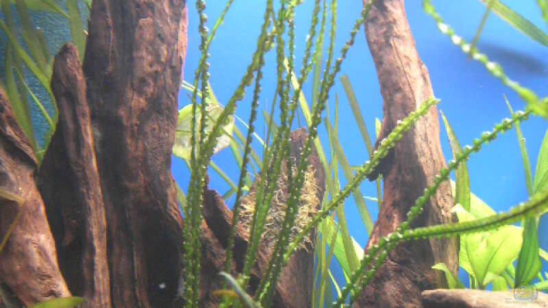 Pflanzen im Aquarium Becken 5052 von Artur Wegert (7)