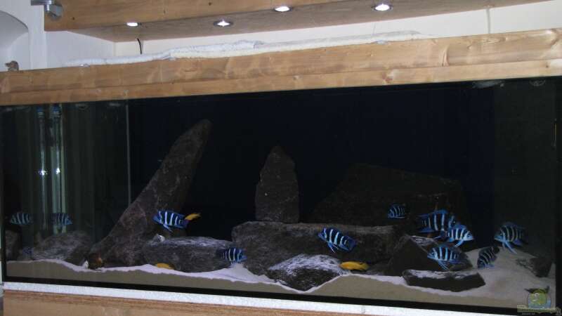 Aquarium Wohnzimmer von AquaMalawi (3)