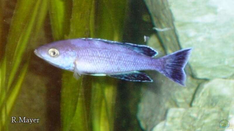 Cyprichromis lept. sp. Jumbo Kitumba von Roger Mayer (14)