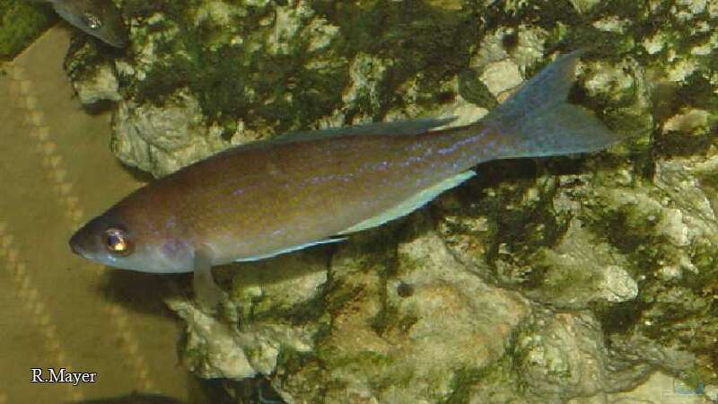 Aquarien mit Cyprichromis pavo