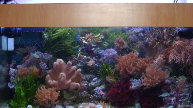 Dekoration im Aquarium Becken 5130 von Andre Kian (11)