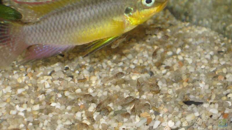Pelvicachromis taeniatus lobe von Tankman71 (10)