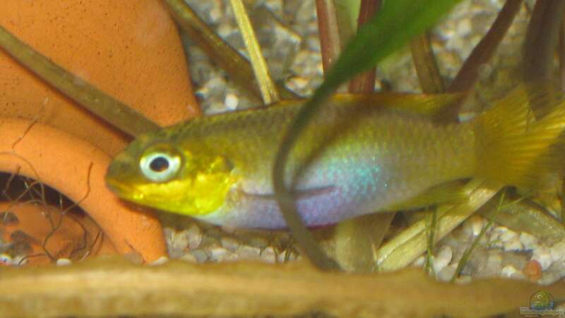 Pelvicachromis taeniatus lobe w mit Babys von Tankman71 (7)
