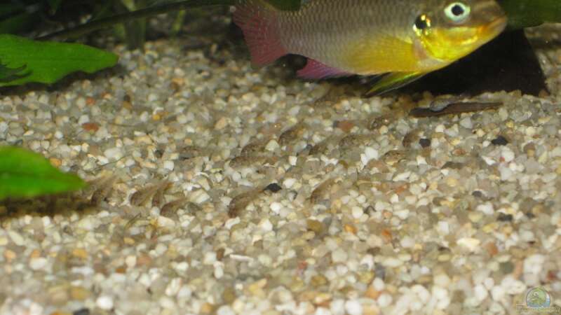 Einrichtungsbeispiele für die Haltung von Pelvicachromis taeniatus (Smaragdprachtbarsch) im Aquarium