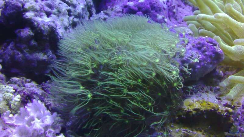 Pflanzen im Aquarium Meerwasser 180l von -Nico- (11)