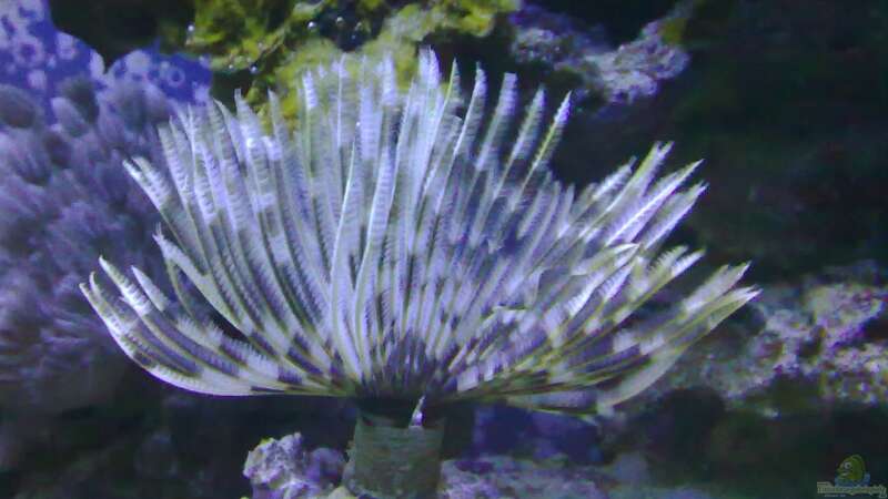 Pflanzen im Aquarium Meerwasser 180l von -Nico- (8)