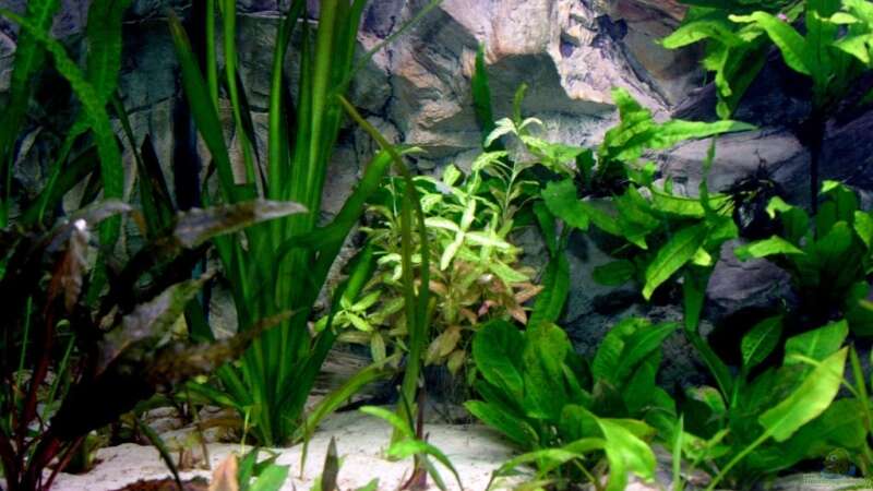 Pflanzen im Aquarium Becken 5180 von Martin Orendi (3)