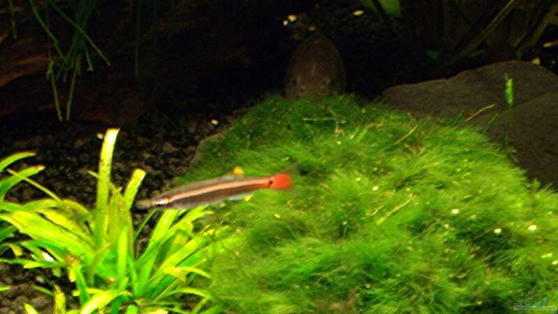 Ein Kardinalfisch und der älteste Fisch in meinem Aquarim: Mein 3-4 Jahre alter von Fabian Held (13)