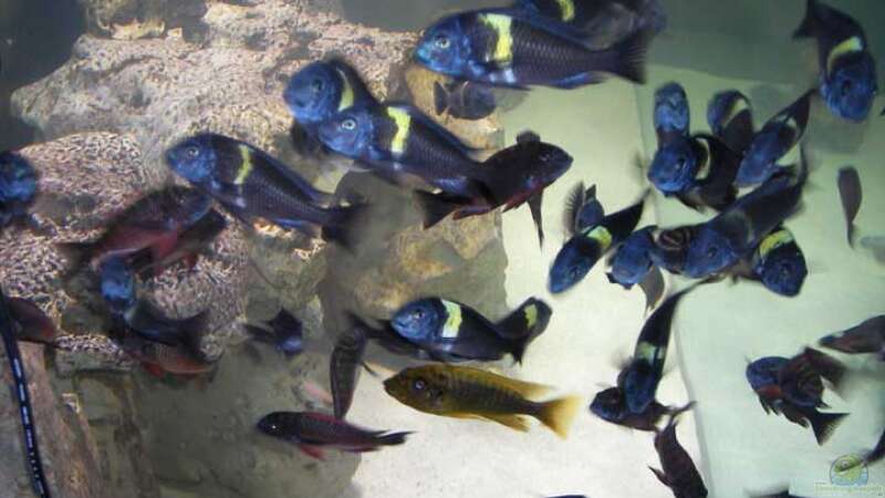 Aquarium Becken 5265 von Oliver Schulte (4)