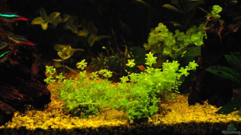 Pflanzen im Aquarium Grüner Versuch von **Malawi-Fan** (4)