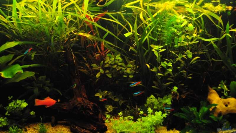 Pflanzen im Aquarium Grüner Versuch von **Malawi-Fan** (5)