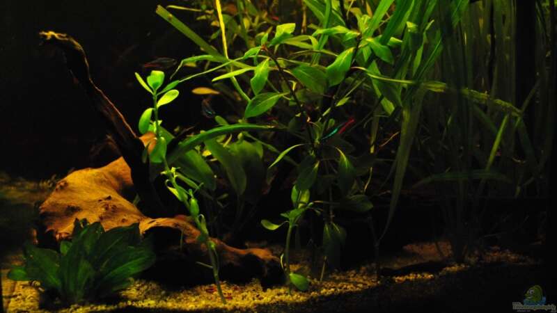 Pflanzen im Aquarium Grüner Versuch von **Malawi-Fan** (7)
