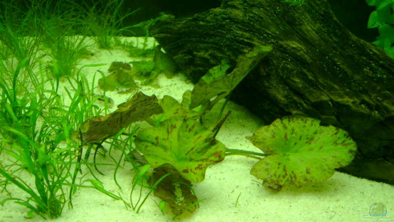 Pflanzen im Aquarium Becken 5335 von Karin Wolff (9)