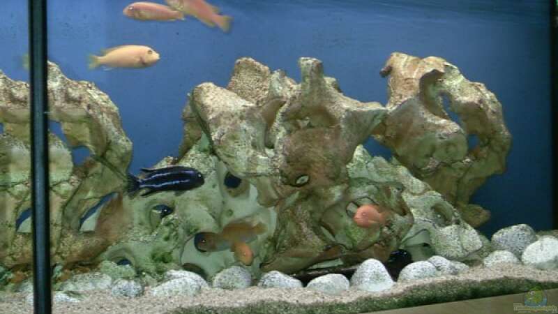 Dekoration im Aquarium Becken 534 von Bernd Ramsdorf (8)
