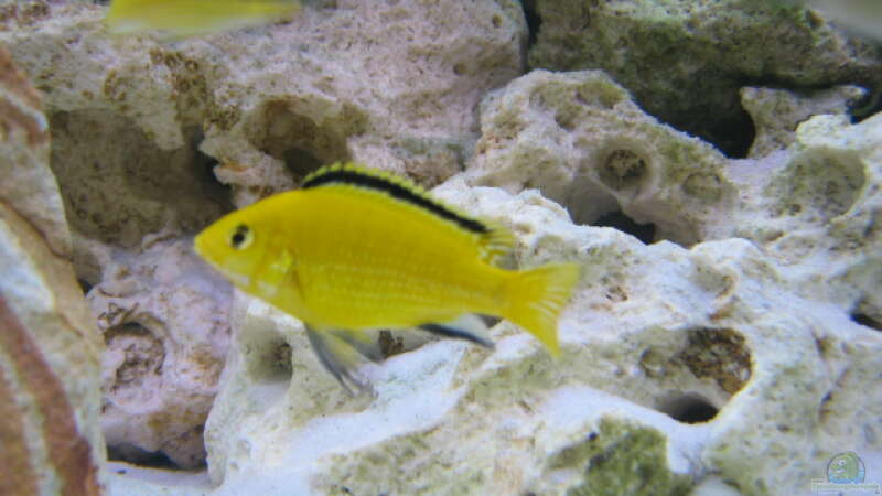 Labidochromis caeruleus yellow  von Michael Friel (7)