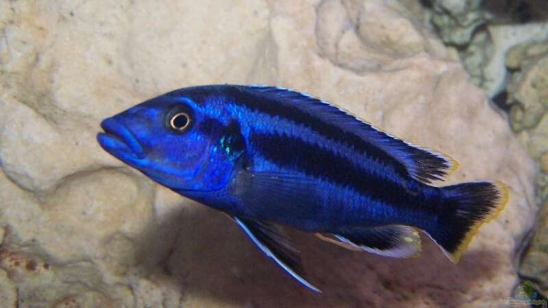 Melanochromis sp. northern blue makonde Männchen von Maik83 (32)