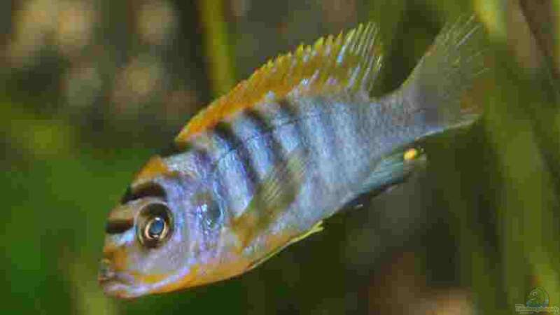 Einrichtungsbeispiele für Aquarien mit Labidochromis sp. "hongi"