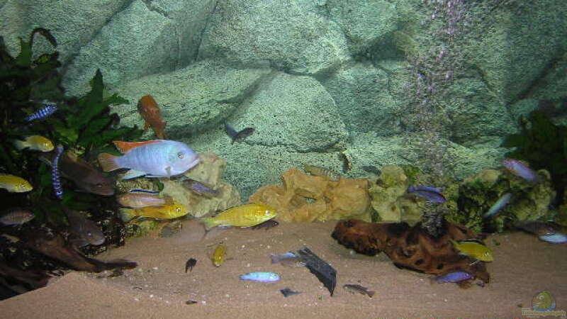MP-Aquarium 150*50*50cm, 380 Liter mit verschiedenen Malawis