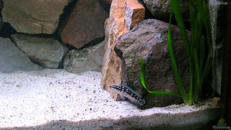 Julidochromis Weibchen von **Malawi-Fan** (8)