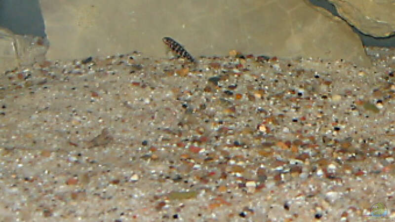 zwei Generationen Julidochromis Nachwuchs von **Malawi-Fan** (10)