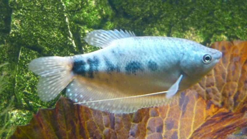 blauer Fadenfisch von Christiane Feldmann (32)