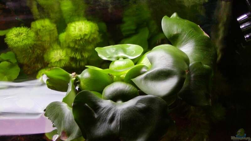 Wasserhyazinte (Schwimmpflanze) von Stefan Danner (6)