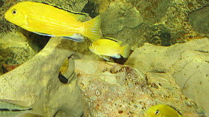 Labidochromis caeruleus ´Yellow´ von Osman Gökcül (20)