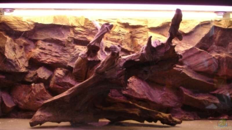 Dekoration im Aquarium Wood world (nur noch als Beispiel) von Michael Z. (15)