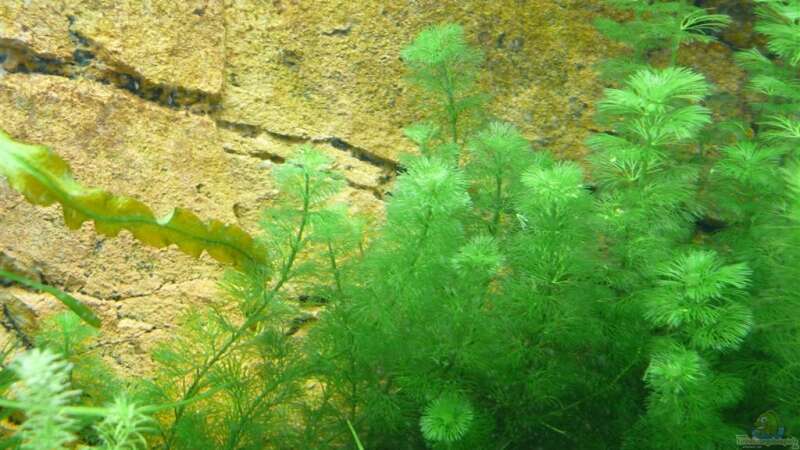Aquarien mit Cabomba aquatica (Feinblättrige Riesenhaarnixe)  - Cabomba-aquaticaaquarium