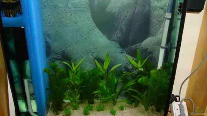 Pflanzen im Aquarium Becken 5631 von Lehmann Ronald (11)