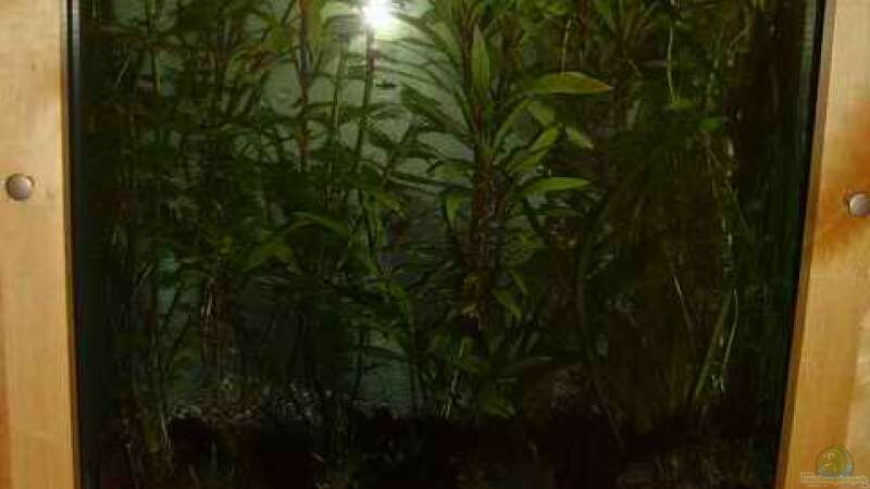 Pflanzen im Aquarium Becken 5631 von Lehmann Ronald (12)