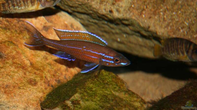 Paracyprichromis Nigripinnis MÃ¤nnchen mit Altolamprologus Compressiceps Kigoma von Alexander Hinz (9)