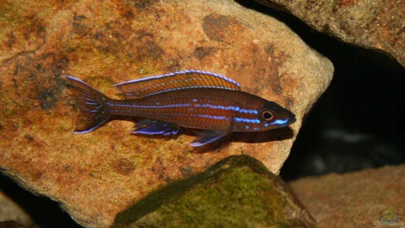 Paracyprichromis Nigripinnis Männchen von Alexander Hinz (7)