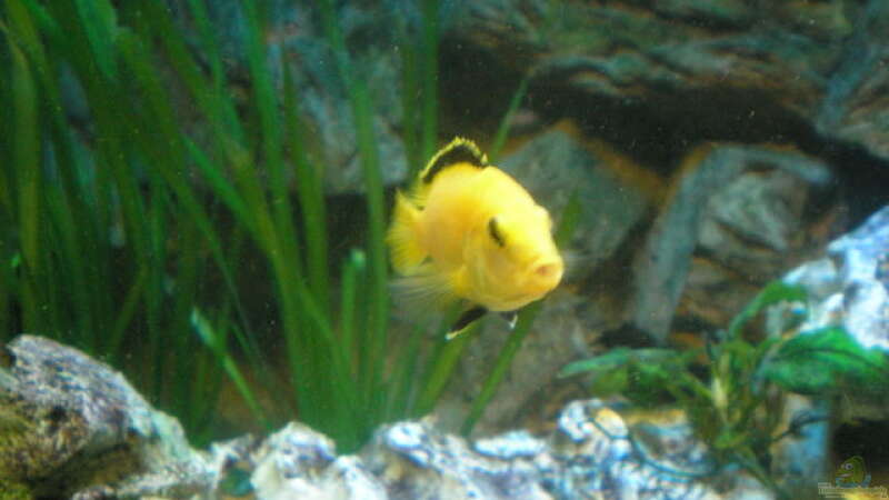 Mein Yellow-Männchen von Bredo1904 (8)
