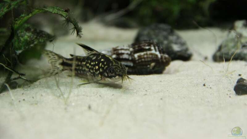 Corydoras nanus im Aquarium halten (Einrichtungsbeispiele für Nanus Panzerwels)