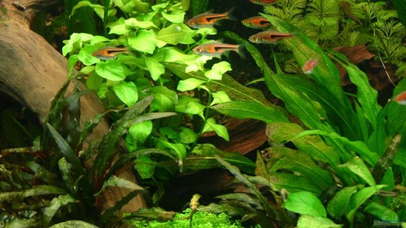 Pflanzen im Aquarium Becken 5730 von Basti.hh (8)