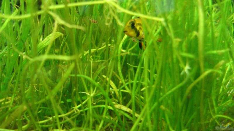 25.07.2007: Apistogramma cacatuoides (Weibchen mit Jungen) verstecken sich im Lilaeopsis-Rasen von Steffen L. (30)
