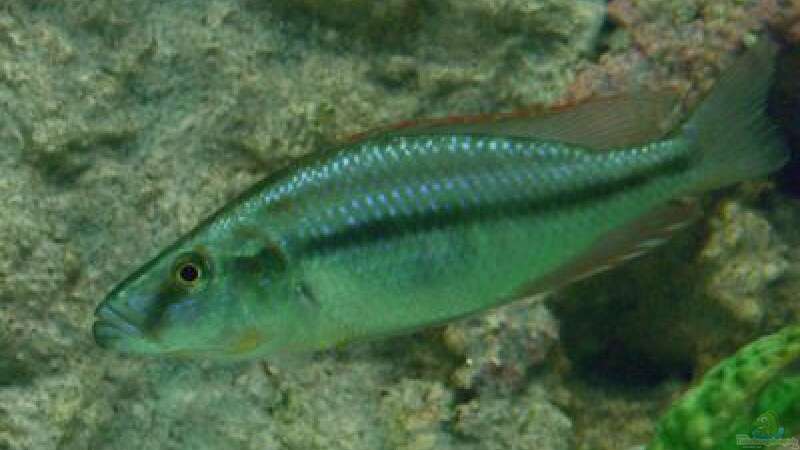Dimidiochromis compressiceps  Bock von Christof Brixner (40)