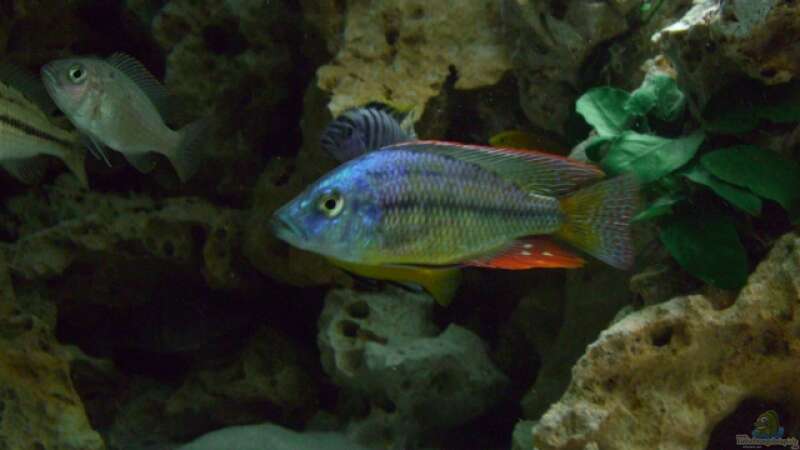 Einrichtungsbeispiele für die Haltung von Dimidiochromis strigatus im Aquarium  - Dimidiochromis-strigatusaquarium