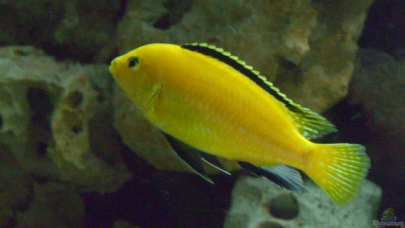 Labidochromis caeruleus ???yellow???   von Christof Brixner (30)