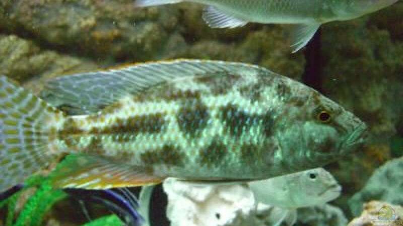 Einrichtungsbeispiele für die Haltung von Nimbochromis polystigma (Vielfleckmaulbrüter) im Aquarium