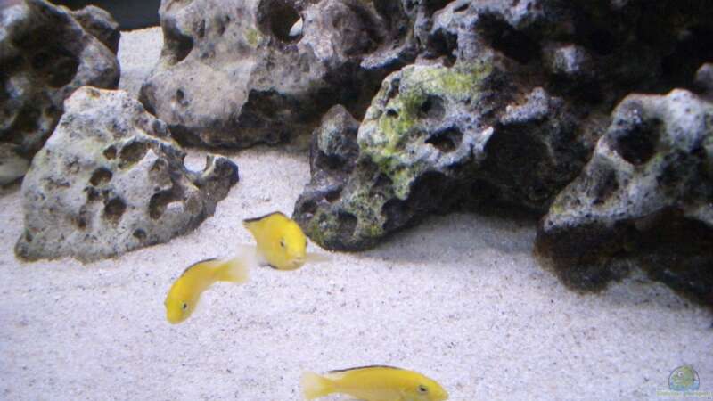 Labidochromis Yellow von Claudio Müller (8)