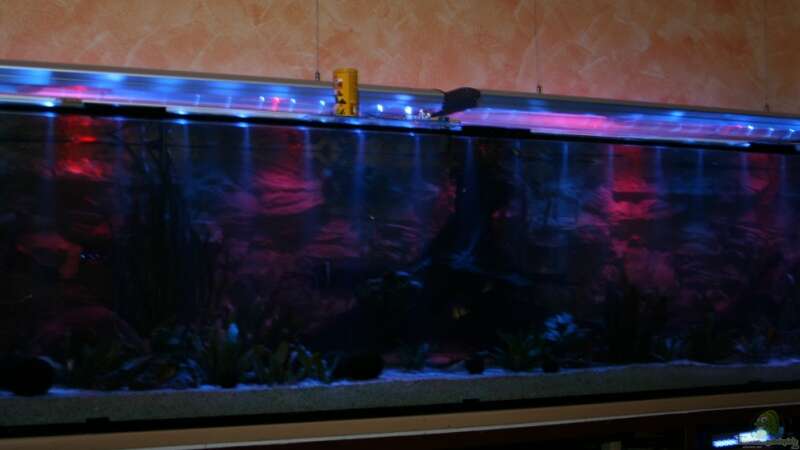 Aquarium Becken 5816 von Michael Schilling (6)