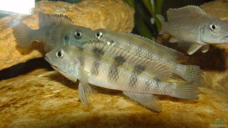 Lamprologus congoensis im Aquarium halten (Einrichtungsbeispiele für Kongo-Grundcichliden)
