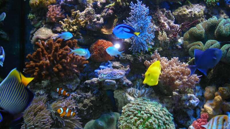 Aquarium Becken 5845 von Andre Lovsky (2)