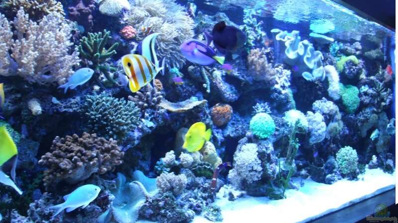 Aquarium Hauptansicht von Becken 5845