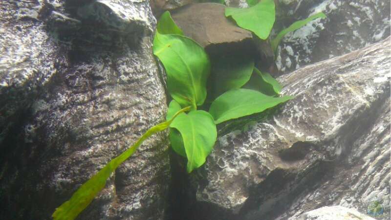 Pflanzen im Aquarium mein erstes Becken von Hedylein (5)